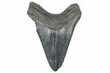 Serrated, Fossil Megalodon Tooth - South Carolina #362246-2